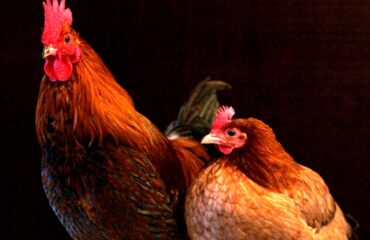 Un gallo e una gallina