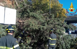 L'albero caduto a Nuoro