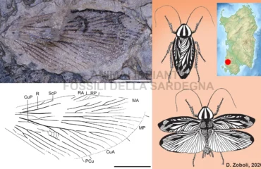 antico insetto sardo
