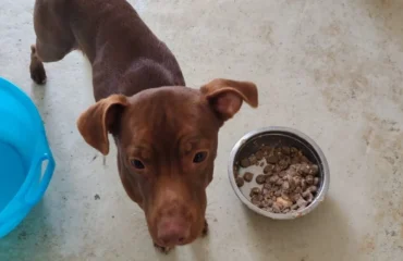 cane in cerca di casa