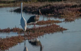 cicogna nera a olbia