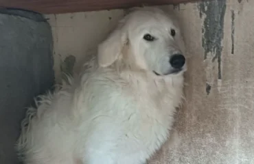 cane in cerca di casa