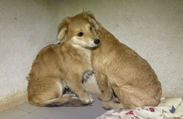cuccioli abbandonati