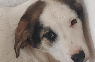 cucciolo in adozione