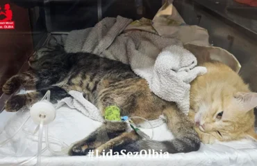 gatto avvelenato a padru