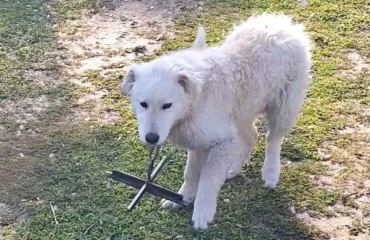 cane con ferro al collo