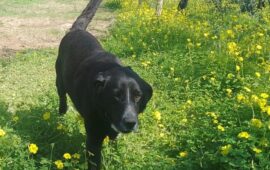 cane scomparso in ogliastra