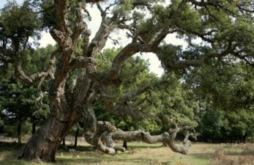 Quercia Pedras Rujas (foto M.Cossu)