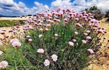 spillone di sardegna