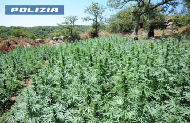 piantagione marijuana a lodine