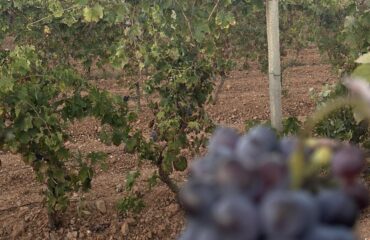 vendemmia