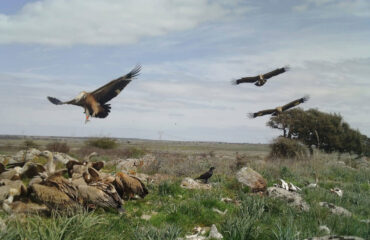 Grifoni in Sardegna, foto LIFE Safe for Vultures