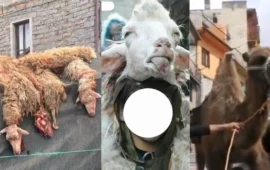 carnevale ovodda 2025