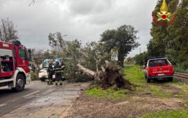 L'albero caduto sull'auto