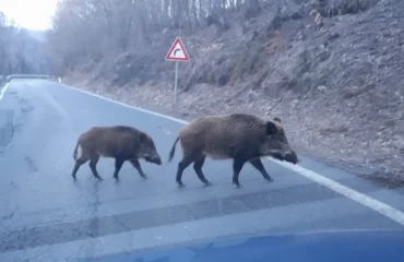 cinghiali in strada