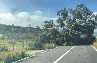 albero caduto a lotzorai
